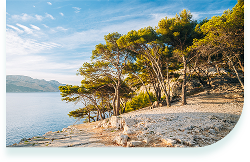 フランス海岸松